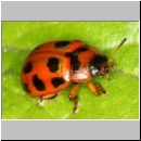 Gonioctena decemnotata - Blattkaefer 01a - OS-Niedringhaussee-TUEP.jpg